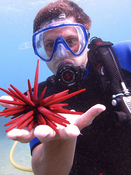 Pencil Urchin Maui