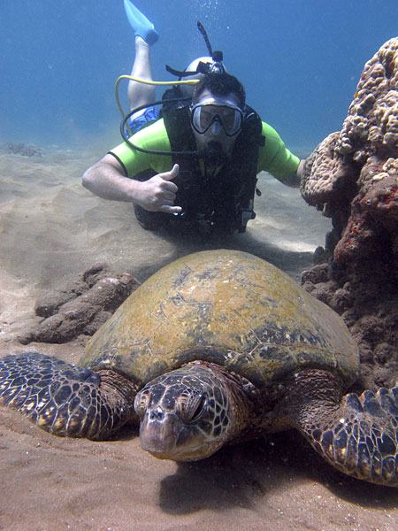 mossy_turtle